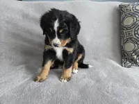 processed/8fff99ba-1192-432e-aa9e-74090d71ba87/listing/d24e2dcb-3e9e-40d1-9a12-a409ead32e24/8d7324a2-e21b-4655-ba53-71dcf9764522