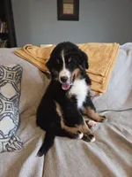 Buster, a male Bernese Mountain Dog for sale in Pembroke, KY – Photo 1 of 9