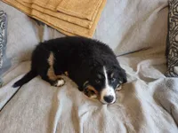 Buster, a male Bernese Mountain Dog for sale in Pembroke, KY – Photo 7 of 9