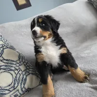 Buster, a male Bernese Mountain Dog for sale in Pembroke, KY – Photo 6 of 9