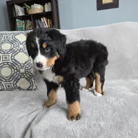 Buster, a male Bernese Mountain Dog for sale in Pembroke, KY – Photo 3 of 9