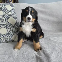 Buster, a male Bernese Mountain Dog for sale in Pembroke, KY – Photo 4 of 9