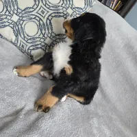 Buster, a male Bernese Mountain Dog for sale in Pembroke, KY – Photo 5 of 9