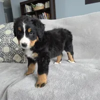 Buster, a male Bernese Mountain Dog for sale in Pembroke, KY – Photo 2 of 9