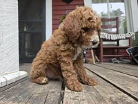 Marlin, a male Poodle - Miniature  for sale in Pembroke, KY – 7 of 7