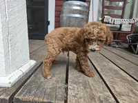 Marlin, a male Poodle - Miniature  for sale in Pembroke, KY – 3 of 7