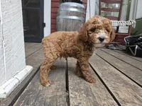 Marlin, a male Poodle - Miniature  for sale in Pembroke, KY – 4 of 7