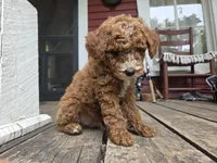 Marlin, a male Poodle - Miniature  for sale in Pembroke, KY – 2 of 7