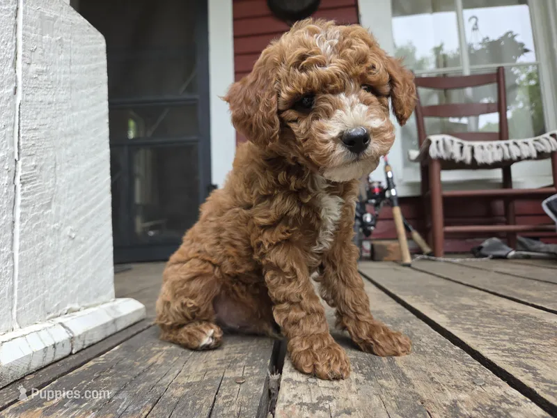 Marlin – Poodle - Miniature  puppy for sale in Pembroke, KY