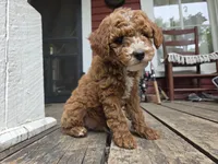 Marlin, a male Poodle - Miniature  for sale in Pembroke, KY – 1 of 7