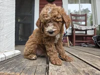Marlin, a male Poodle - Miniature  for sale in Pembroke, KY – 6 of 7