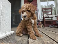 Marlin, a male Poodle - Miniature  for sale in Pembroke, KY – 5 of 7