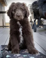 sandy hills poodles, a male Huskydoodle for sale in Orchard, CO – Photo 6 of 9