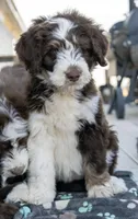 sandy hills poodles, a male Huskydoodle for sale in Orchard, CO – Photo 9 of 9