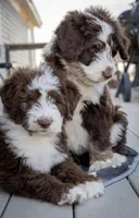 sandy hills poodles, a male Huskydoodle for sale in Orchard, CO – Photo 4 of 9