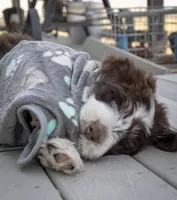 sandy hills poodles, a male Huskydoodle for sale in Orchard, CO – Photo 8 of 9