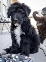 sandy hills poodles, a male Huskydoodle for sale in Orchard, CO – Photo 5 of 9