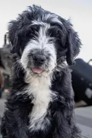 sandy hills poodles, a male Huskydoodle for sale in Orchard, CO – Photo 7 of 9