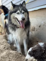 sandy hills poodles, a male Huskydoodle for sale in Orchard, CO – Photo 2 of 9