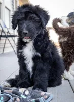Bruce, a male Siberian Husky and Poodle - Standard  for sale in Orchard, CO – Photo 9 of 9