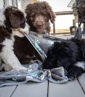 Bruce, a male Siberian Husky and Poodle - Standard  for sale in Orchard, CO – Photo 4 of 9