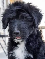 Bruce, a male Siberian Husky and Poodle - Standard  for sale in Orchard, CO – Photo 1 of 9