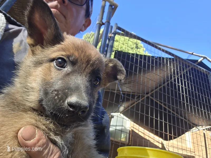 Vixon – Belgian Malinois, German Shepherd Dog puppy for sale in Mount Holly, NC