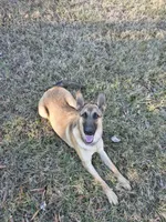 Vixon, a female Belgian Malinois and German Shepherd Dog for sale in Mount Holly, NC – Photo 4 of 4