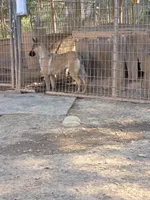 Vixon, a female Belgian Malinois and German Shepherd Dog for sale in Mount Holly, NC – Photo 3 of 4