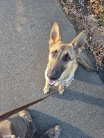 Duke, a male Belgian Malinois and German Shepherd Dog for sale in Mount Holly, NC – Photo 4 of 5