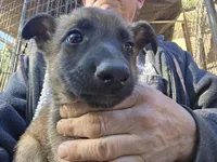 Duke, a male Belgian Malinois and German Shepherd Dog for sale in Mount Holly, NC – Photo 2 of 5