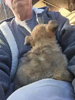 Duke, a male Belgian Malinois and German Shepherd Dog for sale in Mount Holly, NC – Photo 3 of 5