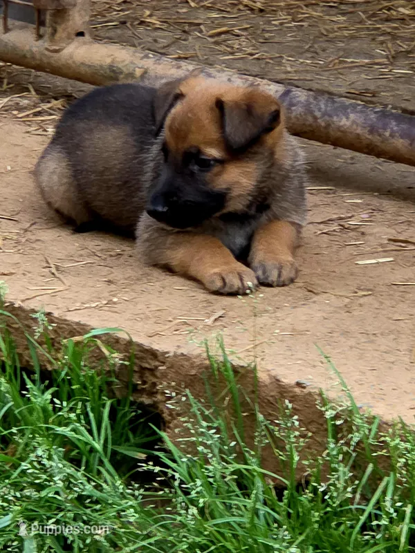 Duke – Belgian Malinois, German Shepherd Dog puppy for sale in Mount Holly, NC
