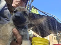 Jack, a male Belgian Malinois for sale in Mount Holly, NC – Photo 2 of 4