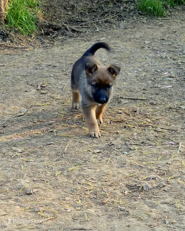 Jack – Belgian Malinois puppy for sale in Mount Holly, NC
