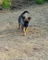 Jack, a male Belgian Malinois for sale in Mount Holly, NC – Photo 1 of 4