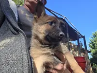 Jack, a male Belgian Malinois for sale in Mount Holly, NC – Photo 3 of 4