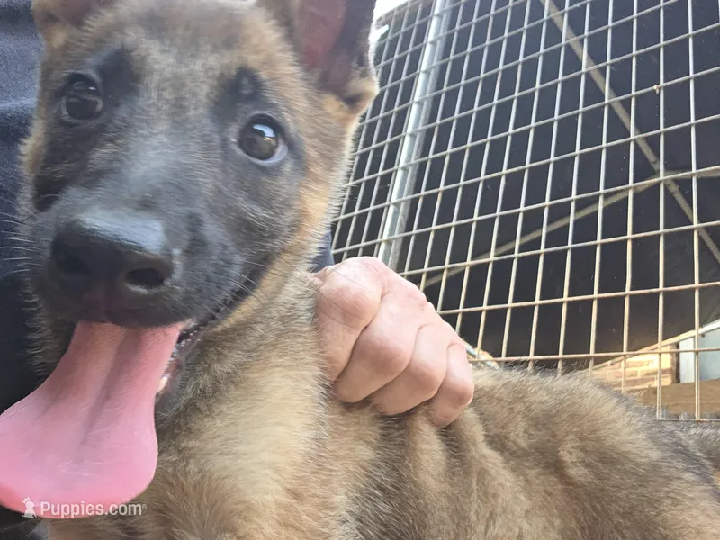 Jack – Belgian Malinois puppy for sale in Mount Holly, NC
