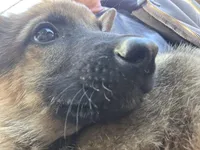 Blitze, a male Belgian Malinois for sale in Mount Holly, NC – Photo 2 of 3