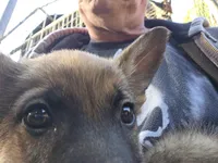 Blitze, a male Belgian Malinois for sale in Mount Holly, NC – Photo 3 of 3