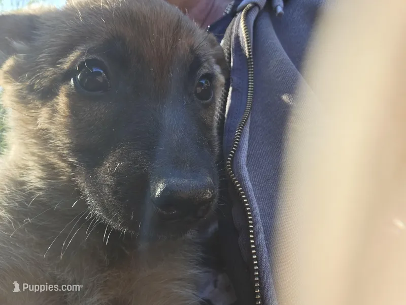 Blitze, a male Belgian Malinois for sale in Mount Holly, NC – Photo 1 of 3