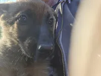 Blitze, a male Belgian Malinois for sale in Mount Holly, NC – Photo 1 of 3