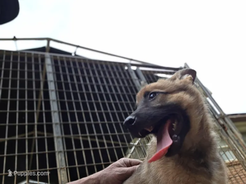 Blitze – Belgian Malinois puppy on hold in Mount Holly, NC