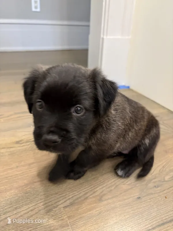 Daisy – Bullmastiff, American Pit Bull Terrier puppy for sale in Savannah, GA