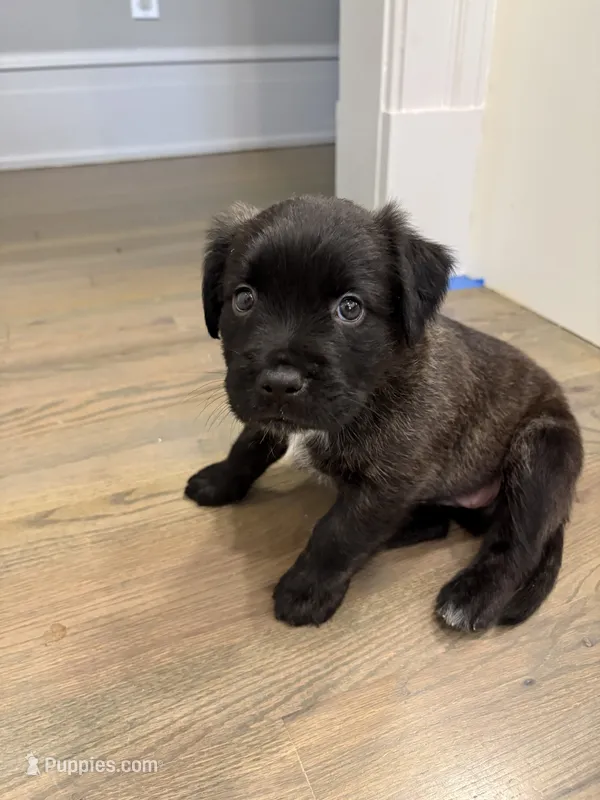 Daisy – Bullmastiff, American Pit Bull Terrier puppy for sale in Savannah, GA