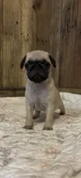 Female 1 , a female Pug for sale in Milledgeville, GA – 3 of 5
