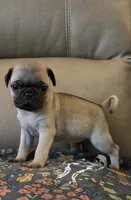 Male 5, a male Pug for sale in Milledgeville, GA – 3 of 4