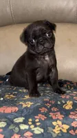 Male 3, a male Pug for sale in Milledgeville, GA – 1 of 4