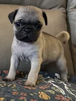 Male 5, a male Pug for sale in Milledgeville, GA – 2 of 4