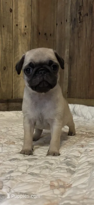 Female 1  – Pug puppy for sale in Milledgeville, GA